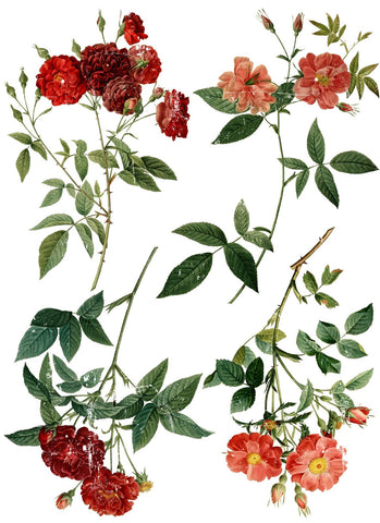 Iron Orchid Designs - Transfers