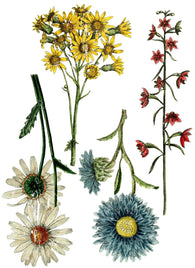 Iron Orchid Designs - Transfers