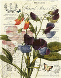 Monahan Papers - Antique Papers, French Botanicals