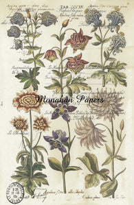 Monahan Papers - Antique Papers, French Botanicals